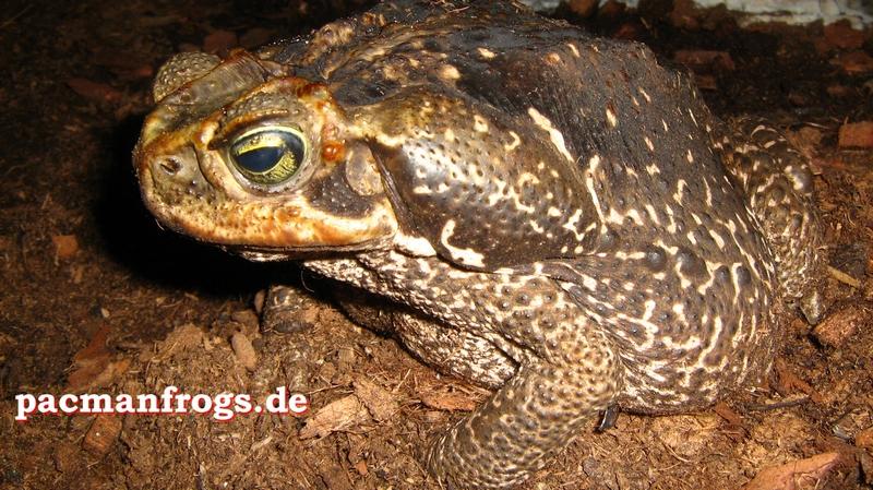 Bufo paracnemis - Rhinella schneideri 06.jpg